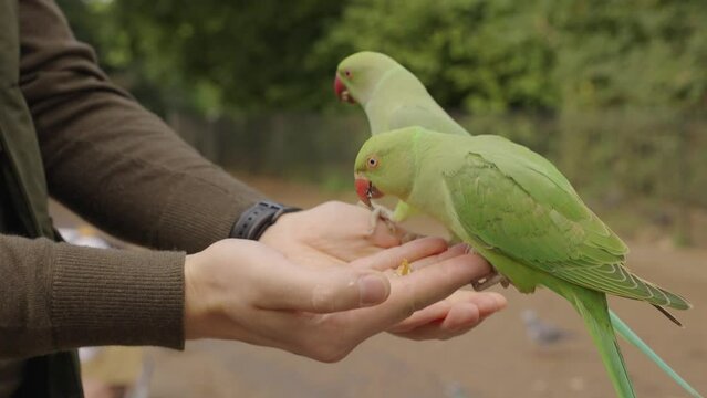 Green parrot in London flying in the park and sitting on a hand, eating nuts in one of the parks in London, UK. Feeding wildlife in London.