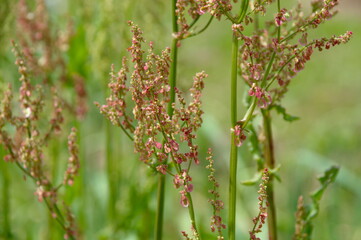 red and green grass, flowering sorrel