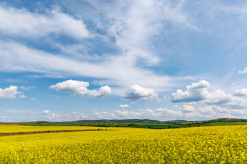 Fields with blooming rapeseed under cloudy sky