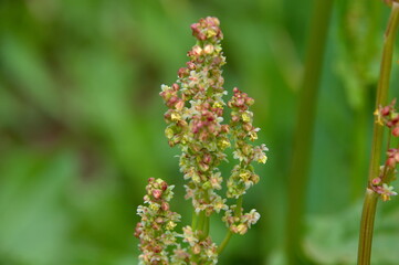 red and green grass, flowering sorrel