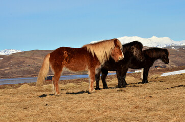 icelandic horses icelandic view iceland