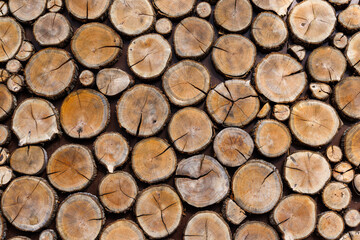 Background of round dry wooden cuts