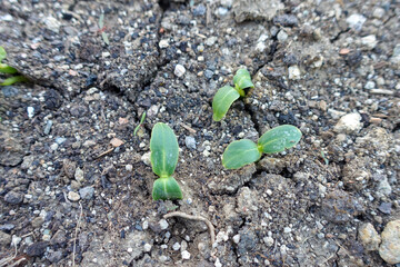 new sprouting cucumber plant, new germinating cucumber plant in the ground,