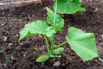 Young shoots of cucumber in a greenhouse in spring