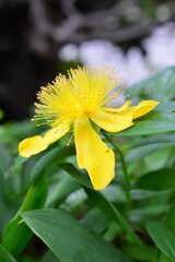 ヒペリカム・カリシナム（西洋金糸梅）