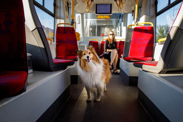 The owner with the dog riding in the city public transport. Sheltie on the subway.