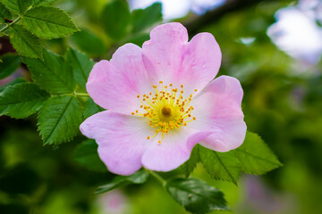 Dog Rose blossom (Rosa canina) on a green background