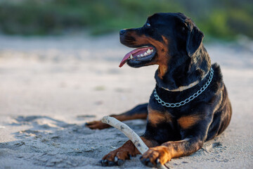 Dog of Rottweiler breed lies on sand and plays with stick near Black Sea