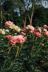Beautiful fresh coral pink peony flowers in full bloom in the garden. Summer natural floral background.