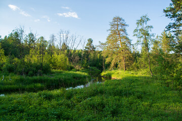 Fototapeta na wymiar a quiet river in a beautiful summer forest.