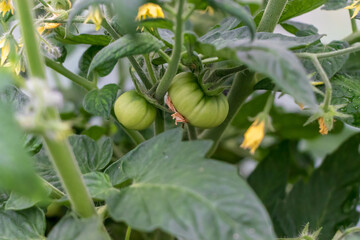 Tomato Lycopersicon plant, yellow flower blooms with green tomato berries, leaves inside greenhouse, garden, closeup