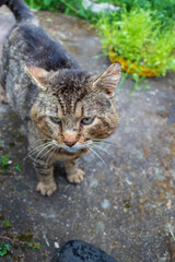 spotted cat gray-brown, big eyes and mustache in a wet garden on concrete