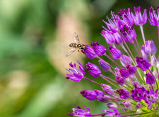 Close-up of a hover-fly collecting nectar from the purple flowers on a wild broadleaf leek plant that is growing in a flower garden on a bright sunny day in may with a blurred background.