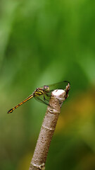 close up of dragonfly with bokeh leaves background