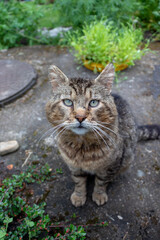 Fototapeta premium spotted cat gray-brown, big eyes and mustache in a wet garden on concrete, looking in camera