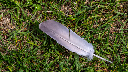 Close-up of a bird feather that is lying on the ground in the grass on a warm spring day in May.