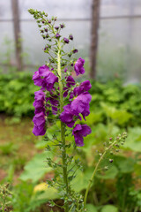 Verbascum phoeniceum, purple mullein with indigo flower blooms in garden, green grass, leaves, greenhouse