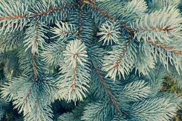 Naklejka na ściany i meble Branches of blue fir tree. Pine branches with young blue needles, closeup. Natural background of blue spruce for publication, design, poster, post, screensaver, wallpaper, card, banner, cover, website