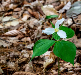 Close-up of the white flower on a trillium plant that is growing in the forest on a warm spring day in May with a blurred background.