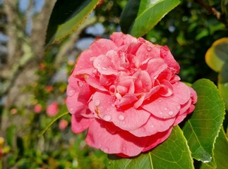 pink rose bush