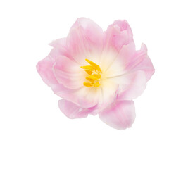 Obraz na płótnie Canvas Pink tulip flower isolated on white background.