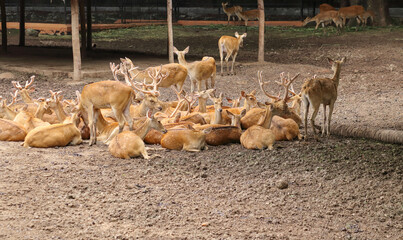 A herd of Deer known as Sambar is seen relaxing under the shade of a tree in a  Zoo, a favorite...