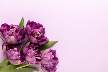 Lilac tulip flowers on pastel background.