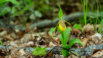 Close-up of the yellow flower on a wild lesser yellow lady's slipper plant that is growing in a damp wet forest on a warm spring day in may with a blurred background.