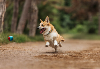 Corgi jumping happy dog running 
