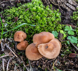 Close-up of a bunch of brown mushrooms that are growing on a lawn on a warm day in june with a blurred background.