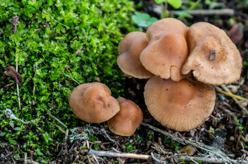 Close-up of a bunch of brown mushrooms that are growing on a lawn on a warm day in june with a blurred background.