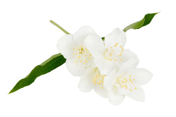 Naklejka na ściany i meble Blooming jasmine buds with leaves on a white background.