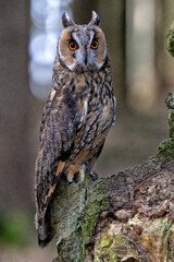 Long-eared owl, Asio otus, in Bohemian-Moravian Highlands. Staring at you.