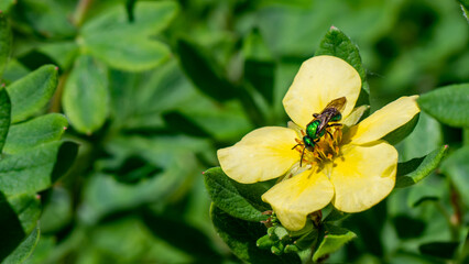 Close-up of a green metallic sweat bee collecting nectar from the yellow flower on a shrubby...