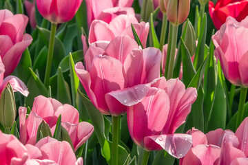 Field of beautiful pink tulips in Keukenhof flower garden, Netherlands