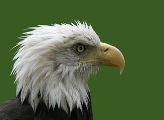 American Bald Eagle isolated on Green