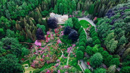 Aerial view of colorful blooming rhododendron shrubs among the trees in the Oasi Zegna, natural area and tourist attraction in the Province of Biella, Piedmont, Italy.