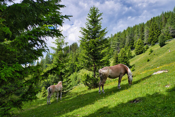 Naklejka premium Horses on the sunny mountains