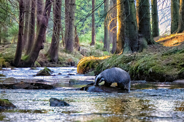 Eurasian Badger in Svratka River. Bohemian-Moravian highlands.