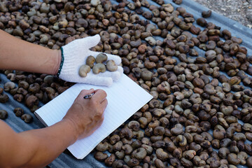 Farmer's hands holds cashew seeds and writes on paper to check quality of crops. Concept : Research and develop agriculture. Analysis economic crops to improve and develop cashew breeds.              