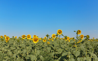 Field of blooming sunflowers on a background of blue sky