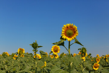 Closeup on the head of sunflower blooming, textures of stamens