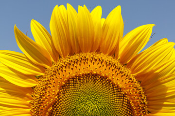 Closeup on the head of sunflower blooming, on blue sky background