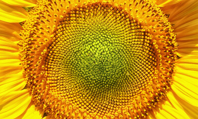 Closeup on the head of sunflower blooming, on blue sky background