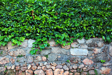 Green hedge on old stone wall