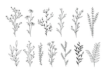 Set of botanical line art floral leaves, plants. Hand drawn sketch branches isolated on white background. Vector illustration	