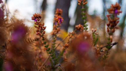 Forêt des Landes de Gascogne, avec sa végétation jonchée de fougères
