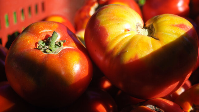 Cagot rempli de belles tomates rouges, de la vari&eacute;t&eacute; c&oelig;ur de b&oelig;uf