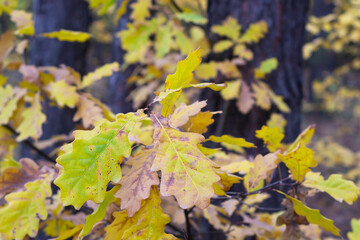 Withering oak leaves in the autumn forest, against the background of dark trunks. Selective focus