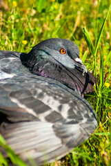 A grey pigeon sits in the grass on a sunny day